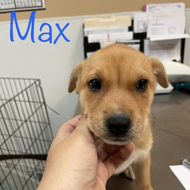 Max thumbnail 2