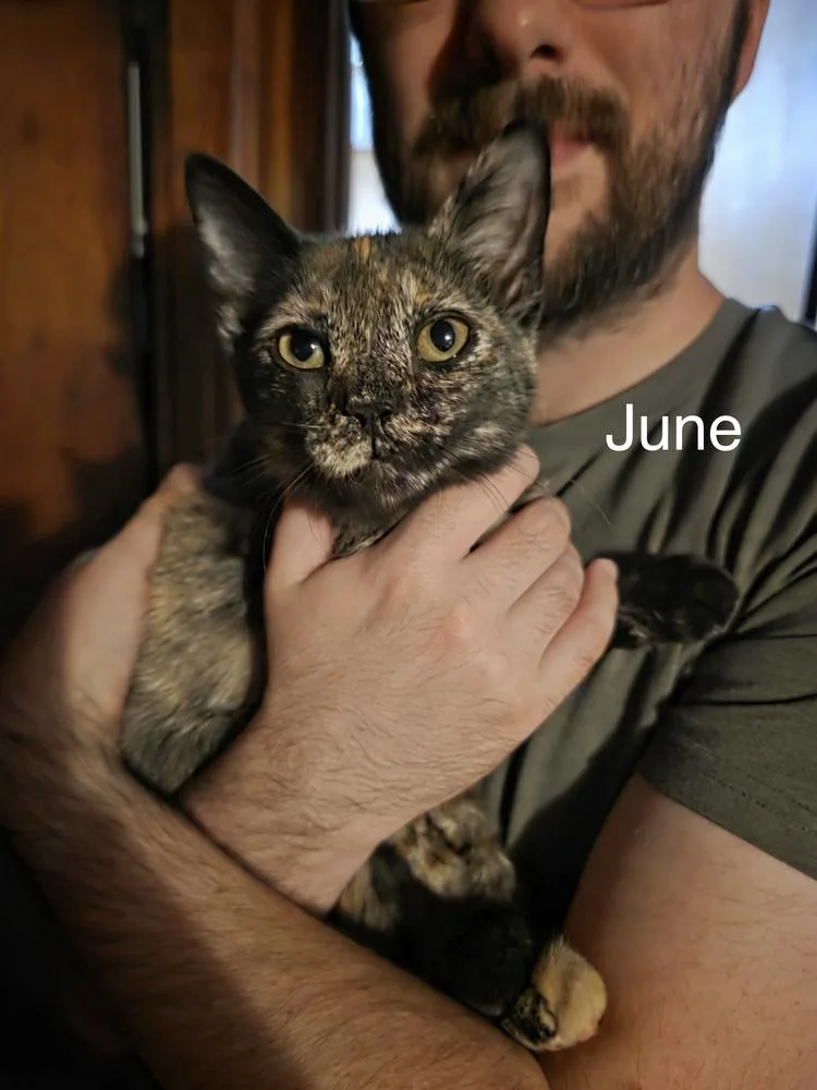 A baby small-sized female Tortoiseshell Domestic Short Hair cat named June for adoption in Groveland, MA