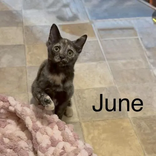 June thumbnail 3