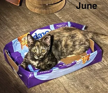 June thumbnail 4