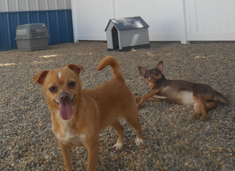 An adult small-sized female Yellow / Tan / Blond / Fawn Chihuahua dog named Pixie for adoption in Kalamazoo, MI