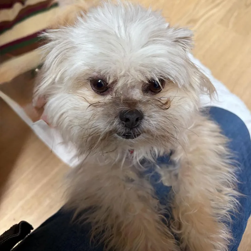 A senior small-sized male Terrier dog named Tag Team for adoption in San Francisco, CA