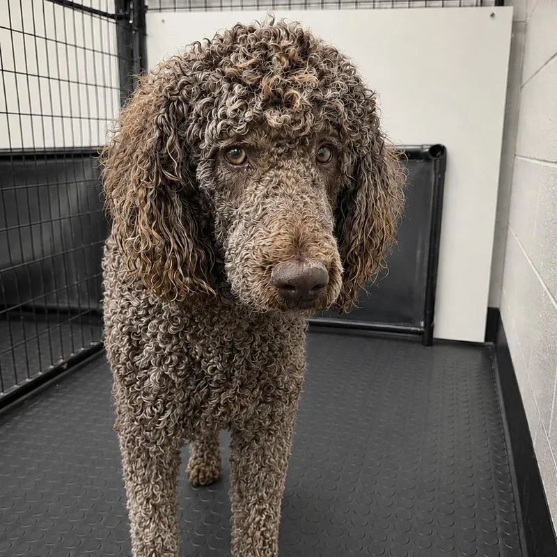 An adult medium-sized female Standard Poodle dog named Farrahhome Visit In Process for adoption in Hartland, WI