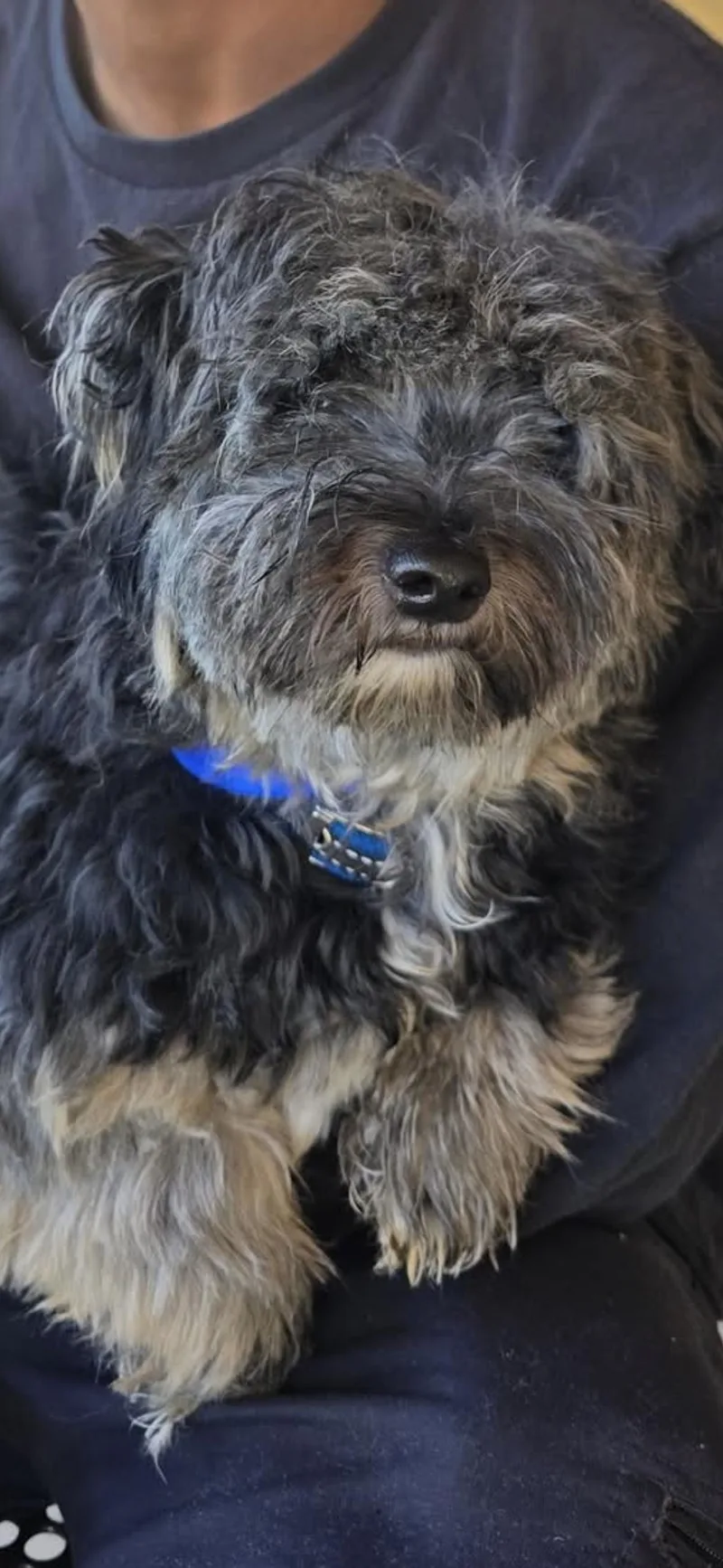 A young small-sized male Black Yorkshire Terrier dog named Jack for adoption in Edison, NJ