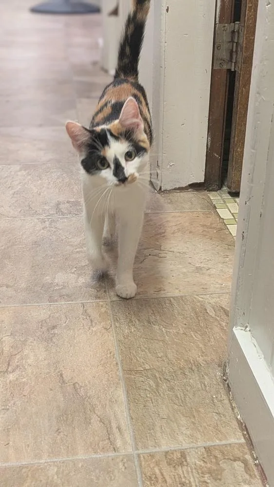 A young medium-sized female Brown / Chocolate Domestic Short Hair cat named Robin for adoption in Papillion, NE