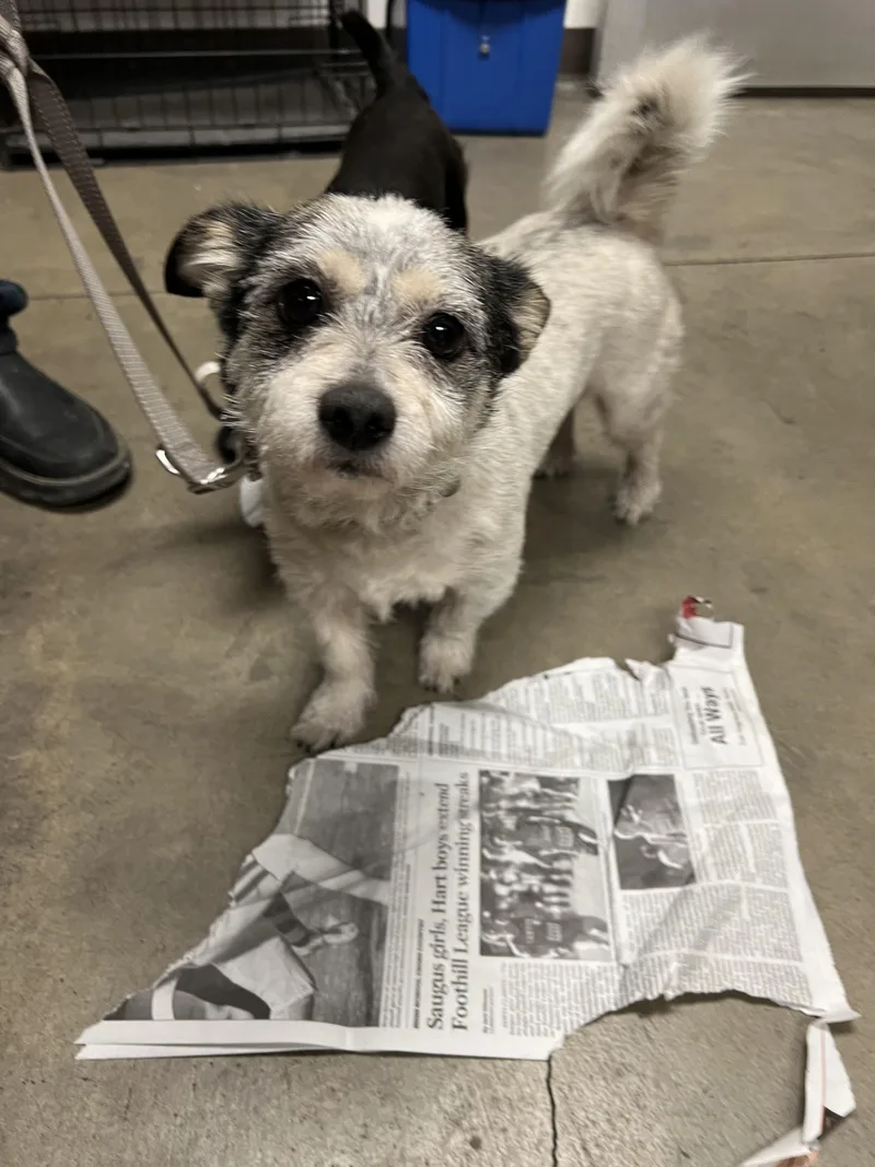 An adult small-sized female Maltese dog named Panda for adoption in Chatsworth, CA
