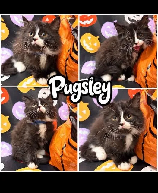 A baby small-sized male Domestic Long Hair cat named Pugsley Blue for adoption in Rensselaer, IN