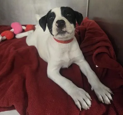 A baby small-sized female Pit Bull Terrier dog named Betsy for adoption in Westland, MI