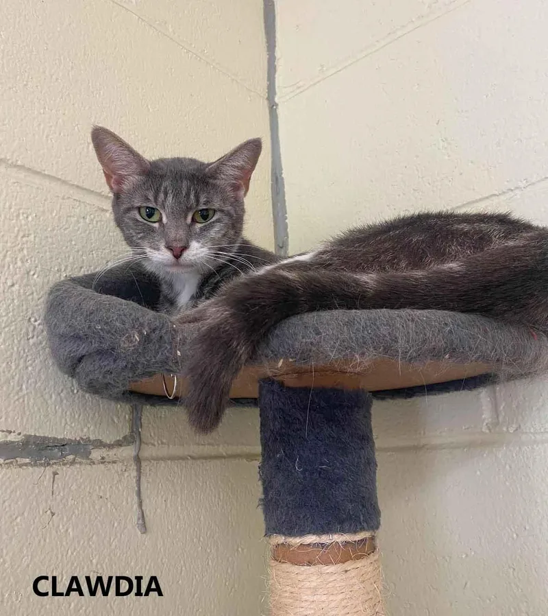Clawdia