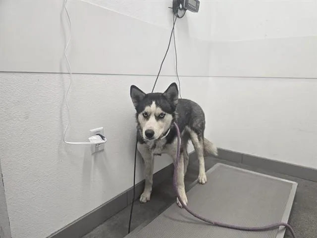 A young large-sized female Siberian Husky dog named Kleo for adoption in Mesa, AZ