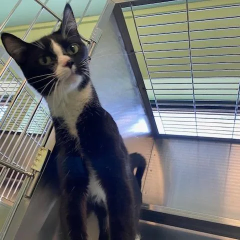 An adult medium-sized female Black Domestic Short Hair cat named Magpie for adoption in Dayton, OH