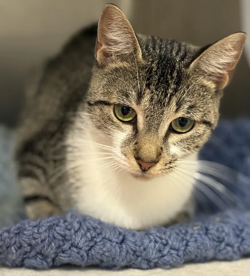 An adult medium-sized female Tabby (Brown / Chocolate) Domestic Medium Hair cat named Jasmine for adoption in Sandusky, MI