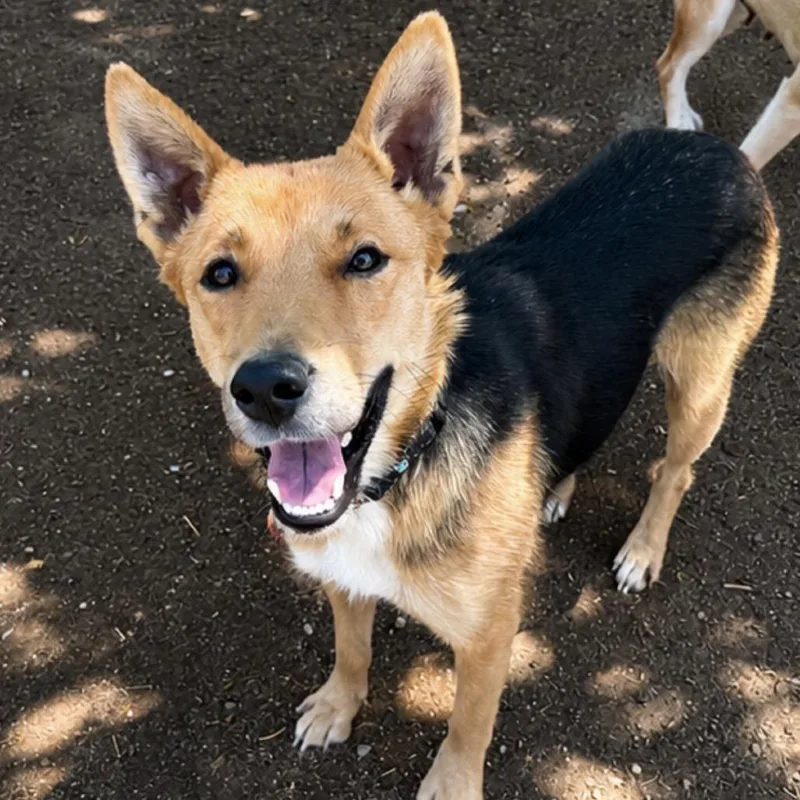 An adult medium-sized female Golden Shepherd dog named Candy Corn for adoption in Fresno, CA