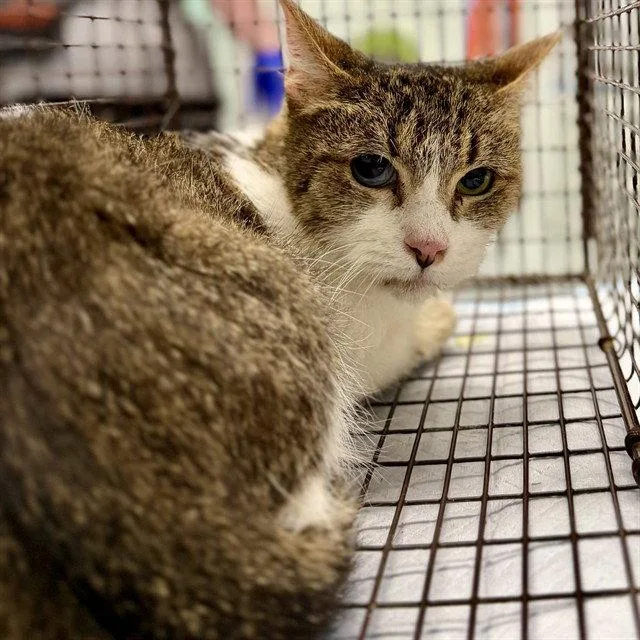 An adult large-sized female Brown / Chocolate Domestic Short Hair cat named Mercy for adoption in Tavares, FL