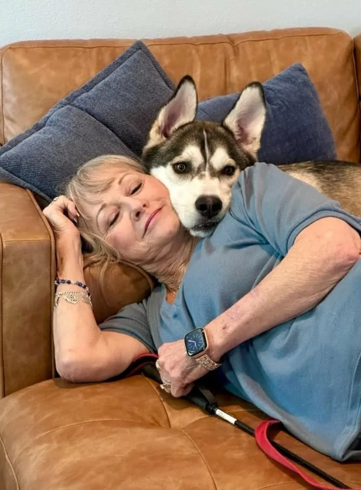 A young large-sized male Sable Siberian Husky dog named Sammie the Gentle Loving for adoption in Baytown, TX