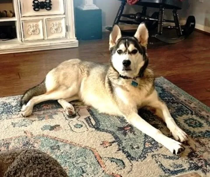 Sammie the Gentle Loving thumbnail 6