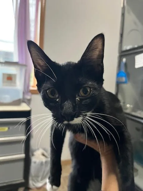 A baby medium-sized male Black & White / Tuxedo Domestic Short Hair cat named Douglas for adoption in Anoka, MN