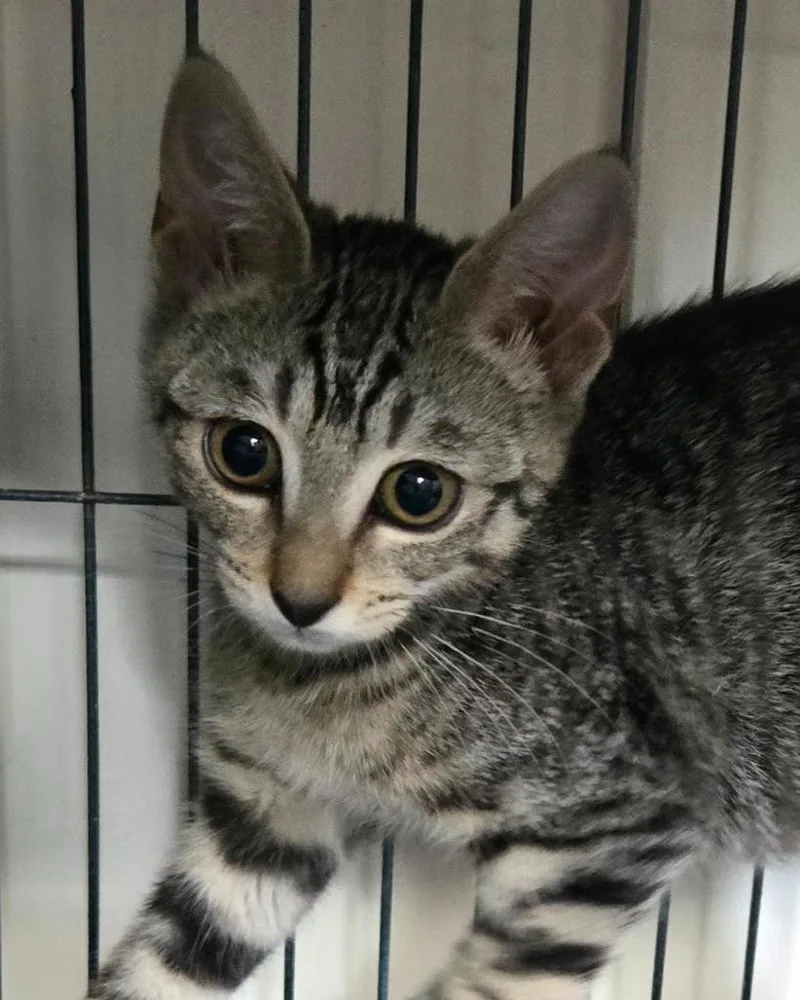 A baby medium-sized female Domestic Short Hair cat named Skamper for adoption in Shelton, WA
