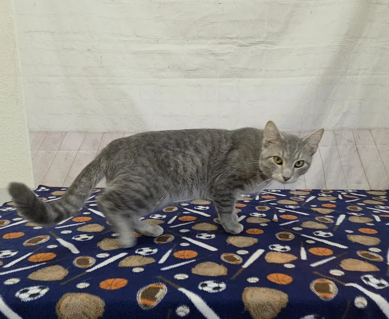 A young medium-sized male Gray & White Domestic Short Hair cat named Potato Chip for adoption in Red Wing, MN