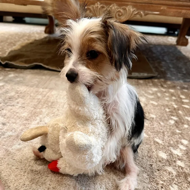 Meet Cassidy — Tiny thumbnail 2