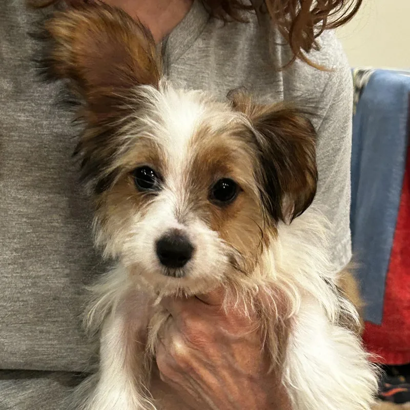 Meet Cassidy — Tiny thumbnail 3