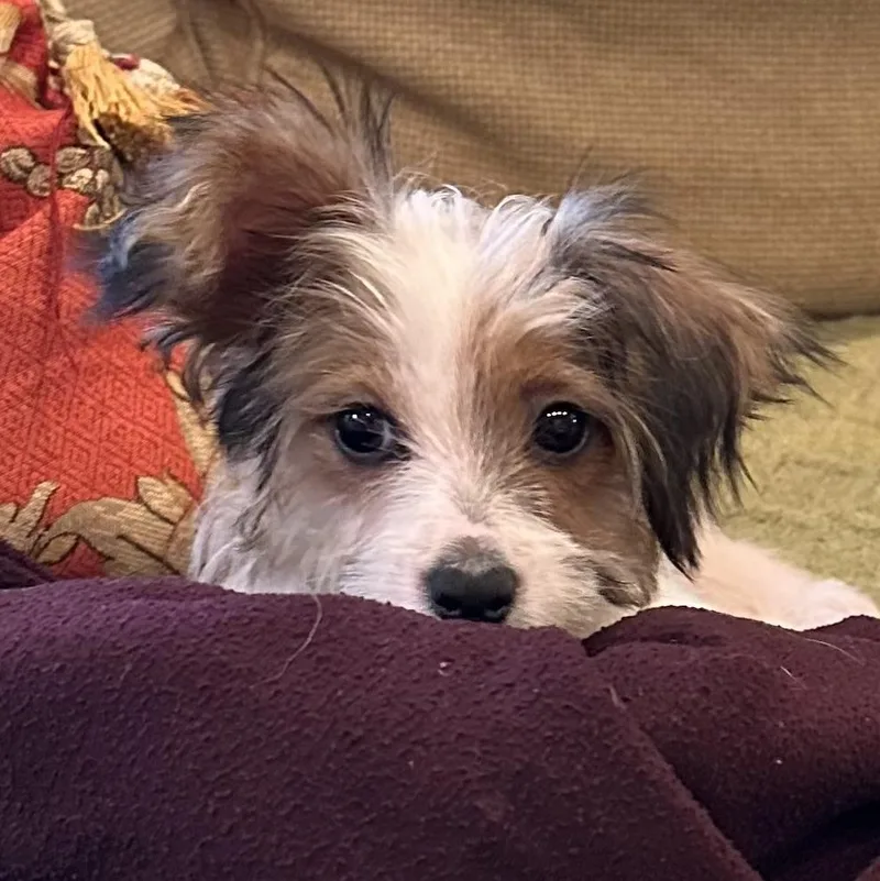 Meet Cassidy — Tiny thumbnail 5
