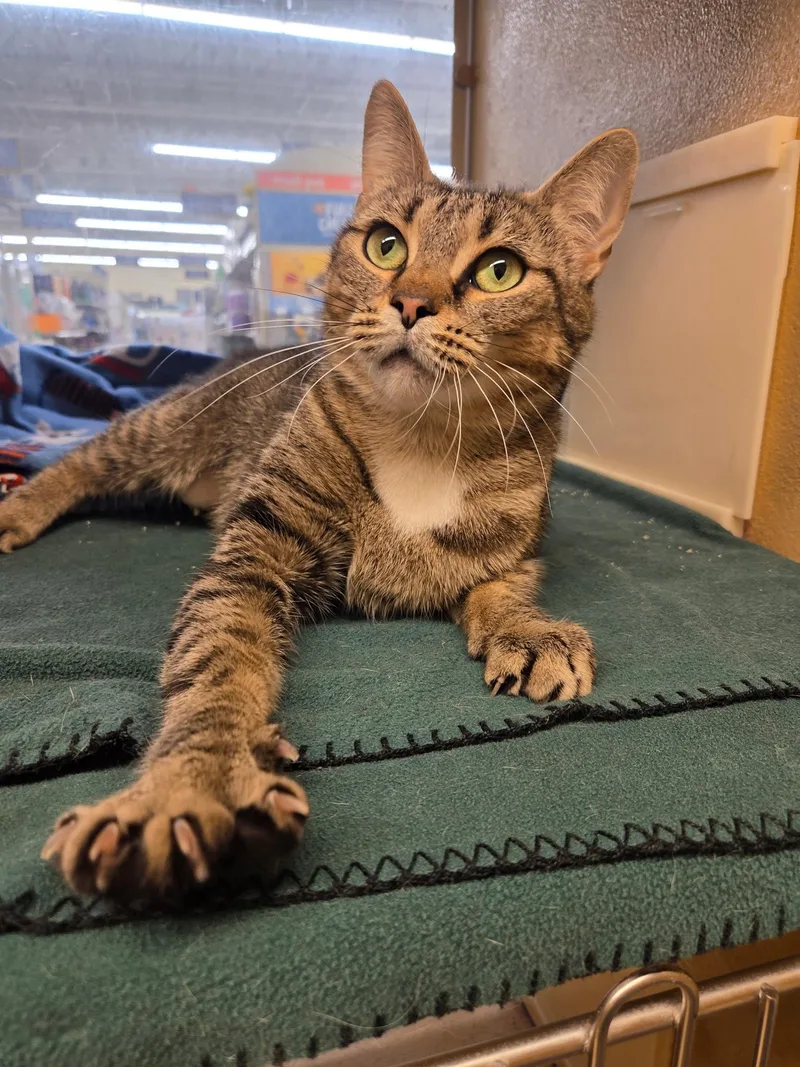 Cleopatra thumbnail 3