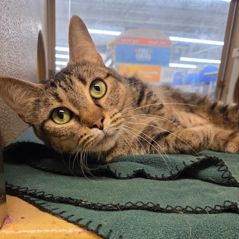 Cleopatra thumbnail 4