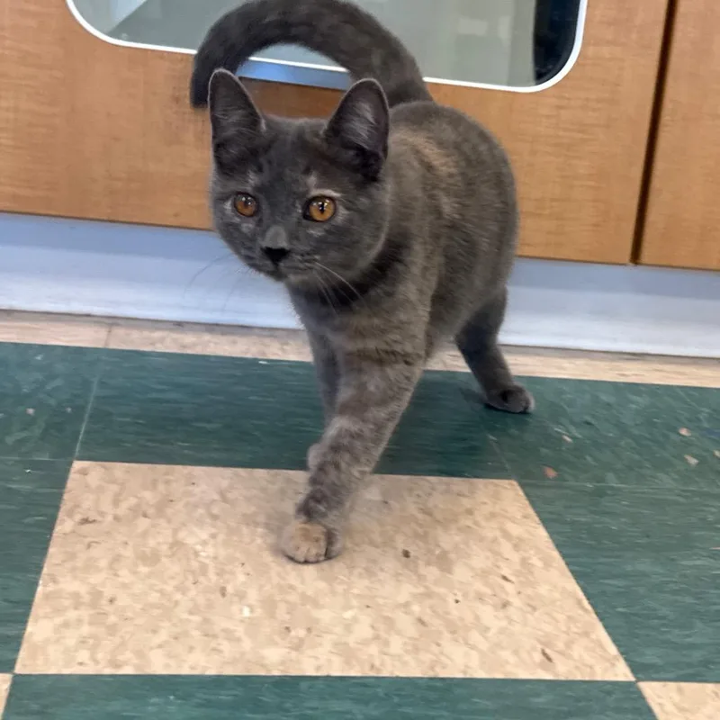 A young medium-sized female Domestic Short Hair cat named Almond Butter for adoption in Easton, PA