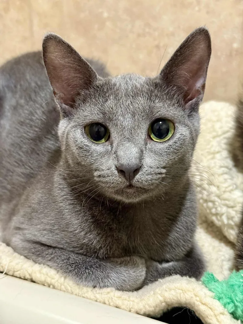 Lark And Lotus thumbnail 2