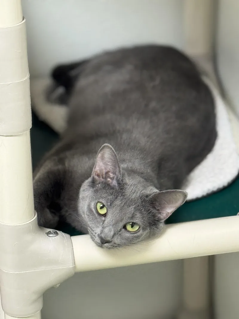 Lark And Lotus thumbnail 3