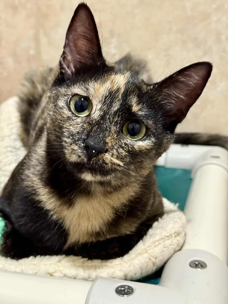 Lark And Lotus thumbnail 4