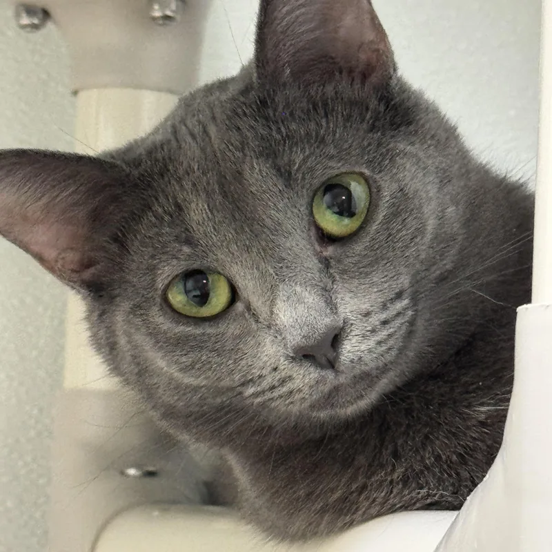 Lark And Lotus thumbnail 5