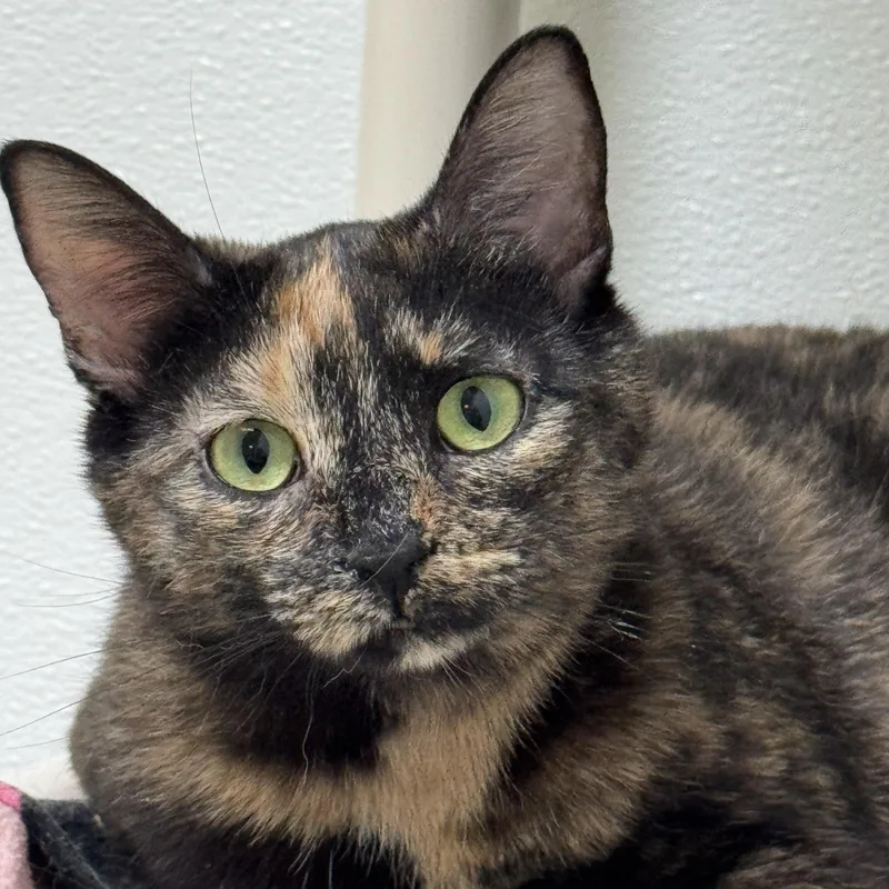 Lark And Lotus thumbnail 6