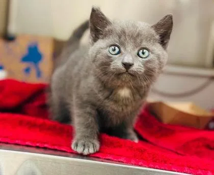 A baby small-sized male Domestic Short Hair cat named Pipsqueak for adoption in West Chester, PA