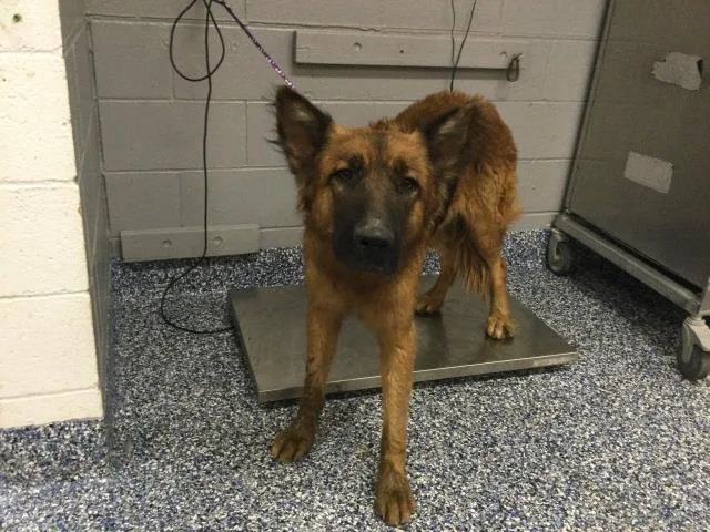 An adult large-sized male German Shepherd Dog dog named Gunther for adoption in Thousand Palms, CA