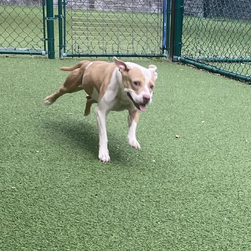 An adult medium-sized female Yellow / Tan / Blond / Fawn Mixed Breed dog named Buttercup for adoption in LOXAHATCHEE, FL