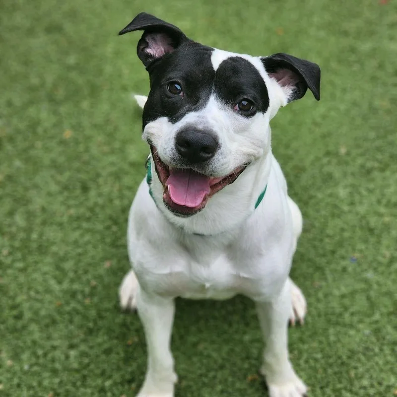 An adult medium-sized male White / Cream Mixed Breed dog named Rascal for adoption in Greensboro, NC