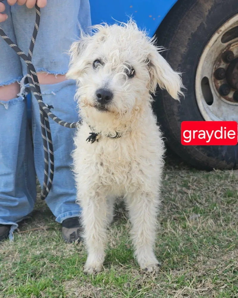A baby small-sized male Poodle dog named Graydie for adoption in Fort Worth, TX
