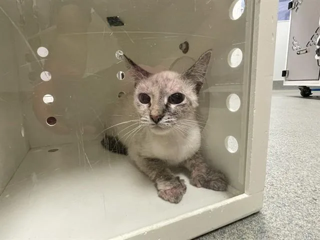 A young small-sized female Domestic Short Hair cat named Pandora for adoption in Ontario, CA