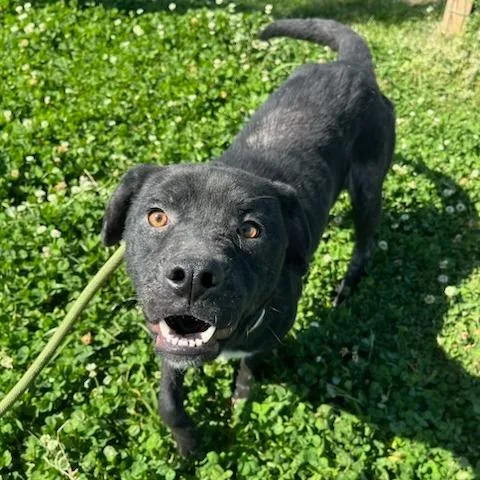 An adult medium-sized female Black Mixed Breed dog named Darla for adoption in Durant, OK