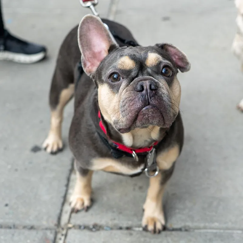 An adult small-sized female Gray / Blue / Silver French Bulldog dog named Lorraine for adoption in New York, NY