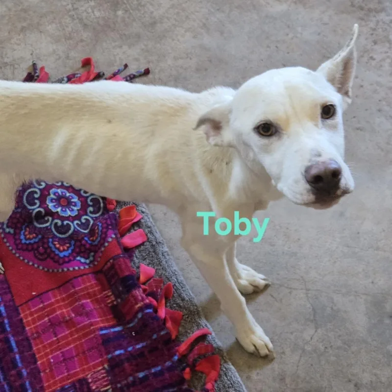 Toby thumbnail 2