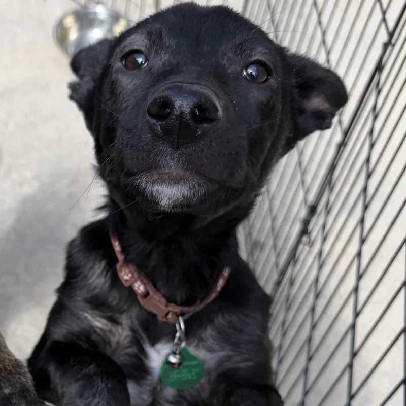 A baby small-sized female Black Mixed Breed dog named Rocher for adoption in Buffalo, MN