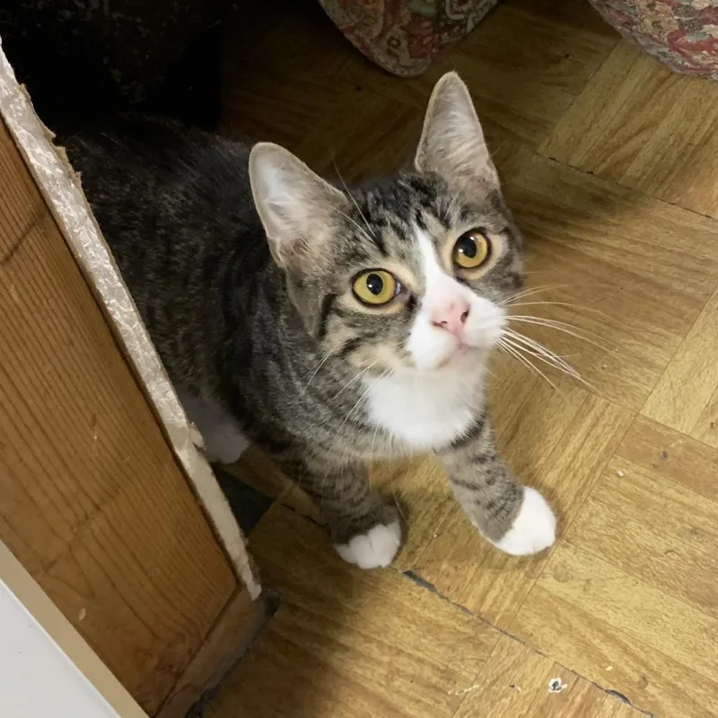 A young small-sized male Gray / Blue / Silver Domestic Short Hair cat named Tarzan Estep for adoption in Woodstock, VA