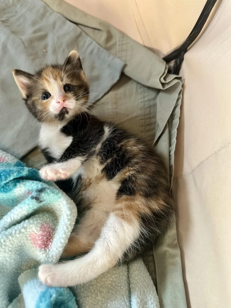 A baby medium-sized female Domestic Short Hair cat named Squalls Of Gianna for adoption in Trenton, NJ