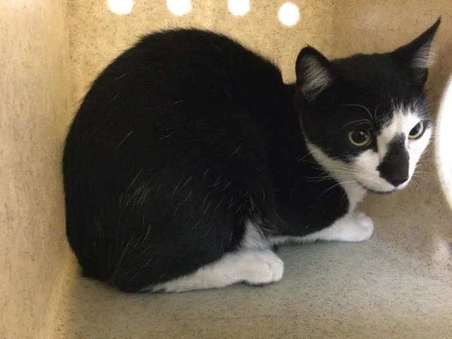An adult small-sized male Domestic Short Hair cat named Marty for adoption in Riverside, CA
