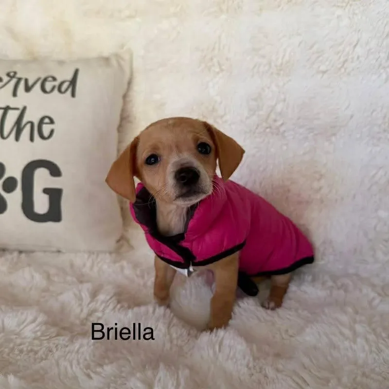 Briella D Arriving thumbnail 2