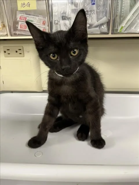 A baby small-sized male Black Domestic Short Hair cat named Skate for adoption in Woodland, CA
