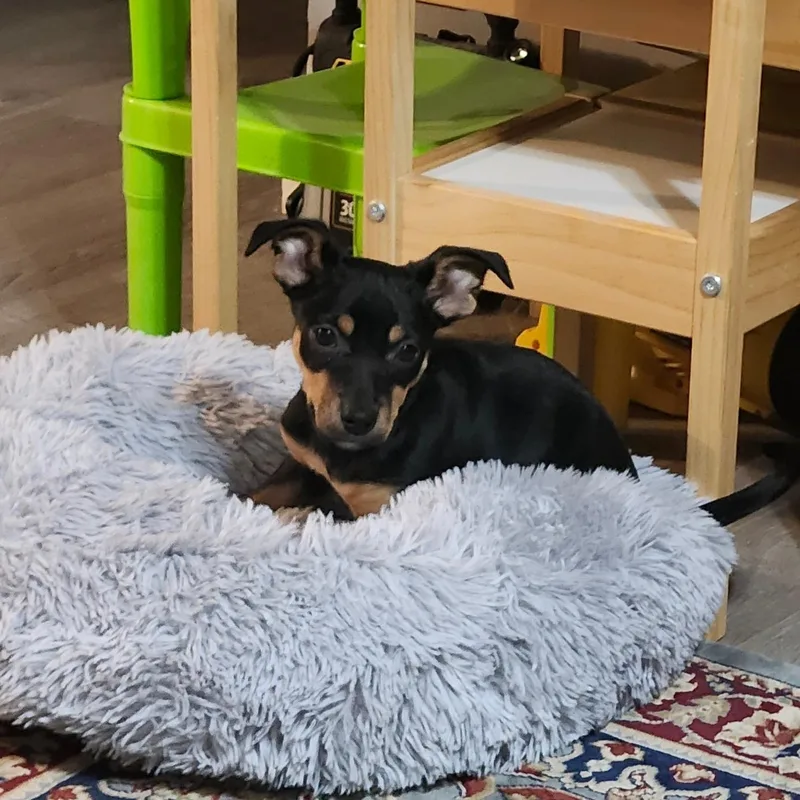 A baby small-sized female Black Terrier dog named Gigi Sailor Cupcake  for adoption in Andover, MA
